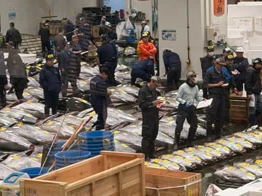 The Toyosu tuna auction at dawn, where the fish for the city starts its journey